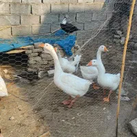 چهار تا غوغاز ایتالیایی با قیمت آلی