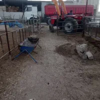 کار گر افغانی برای دام داری