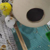 عروس مرغ عشق|پرنده|سراوان, |دیوار