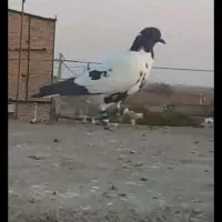 افغانی سیاه ماده