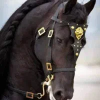 خریدار اسب دوخون قیمت مناسب