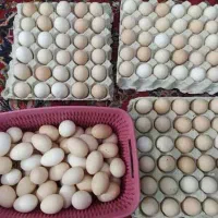 تخم نطفه دار نژاد مرندی