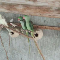 فروش یک جفت شاه طوطی و یک جفت عروس هلندی   (مولد)