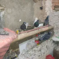 کفتر