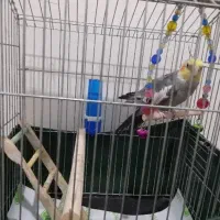 عروس هلندی نر با قفس|پرنده|قرچک, باقرآباد|دیوار