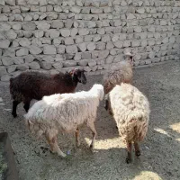 میش گوده|حیوانات مزرعه|بندرعباس, |دیوار