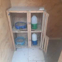 یک عددقفس کبوتر