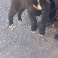 توله قدریجونی