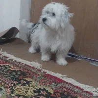 توله سگپاکوتاه(شیتزو)|سگ|شیروان (خراسان), |دیوار