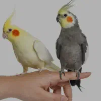 طوطی مولد رام از بچه هاشونم تو خونه هست