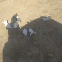 کبوتر آماده تخم گذاری|پرنده|لردگان, |دیوار