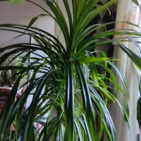 گل وگیاه|گل و گیاه طبیعی|خوی, |دیوار