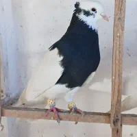 کبوتر طوقی زرد باسیاه کبود شامی نر