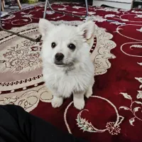 سگ پامرخرسی