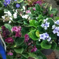 گل باغچه ای آپارتمانی میدان بعثت