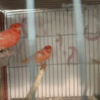 قناری رد فاکتور|پرنده|اصفهان, خواجه عمید|دیوار