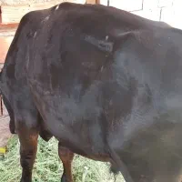 باسلام جلب برای محرم پرواری چاق سن، 2سال نیم سن