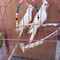 عروس  البینو|پرنده|رامشیر, |دیوار