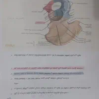 جزوه آناتومی لینوم