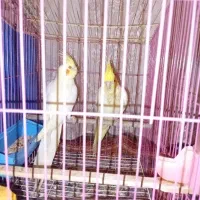 عروس هلندی لوتینو نر|پرنده|خرم‌آباد, |دیوار