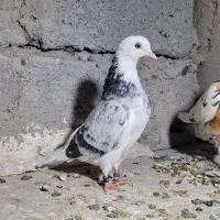 فروش ۸ عدد کار درست|حراج|شاهرود, |دیوار