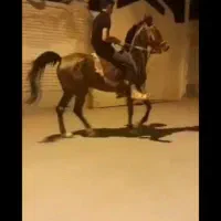 مادیان 6 ماه آبستن