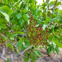 فروش باغ ۵۰۰۰متری انگور ،پسته|فروش زمین و ملک کلنگی|نوشین شهر, |دیوار