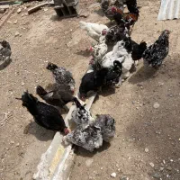 ۲ خروس گلین و ۱۵ مرغ گلین پنگوینی