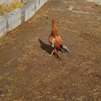 خروس لاری یک سال ونیم