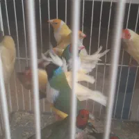 فنچ گلدین دونخوری مکانیزه|پرنده|شیراز, شهرک دارایی|دیوار