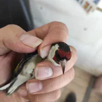 سهره ماده|پرنده|اردبیل, |دیوار