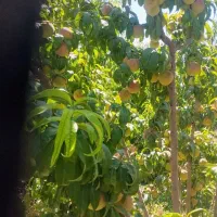 باغ ویلایی|فروش خانه و ویلا|صوفیان, |دیوار