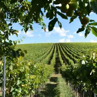 100-هکتار-باغ-انگور-و-زمین-کشاورزی-ابهر