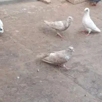 کفتر