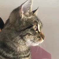 گربه واگذاری به خانواده