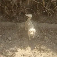 سگ خوشگل