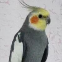 مژدگانی برای عروس هلندی گمشده