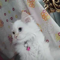 گربه پرشین تربیت شده  چشم ابی