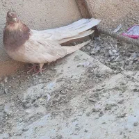 کبوتر