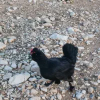 مرغ وبوقلمون