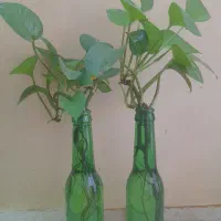 تعویض رایگان خاک گلدان