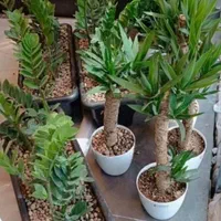 خدمات باغبانی گل کاری هرسکاری و تعویض خاک گلدون|خدمات باغبانی و درختکاری|تهران, تهرانپارس شرقی|دیوار