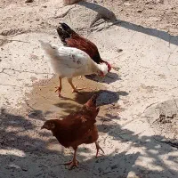 مرغ و جوجه محلی