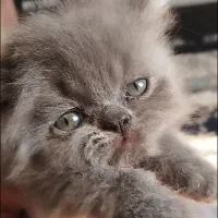 گربه بریتیش لانگ هر
