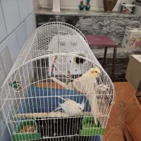 عروس هلندی|پرنده|صحنه, |دیوار