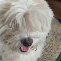 سگ نژاد لهاسا|سگ|شیرگاه, |دیوار