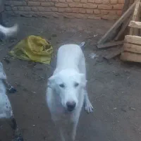 توله ماده عراقی