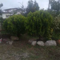 فروش یوکا نخل کامیس افوربیا پرتقال نارنگی