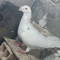 کفتر پرش و جفتگاه