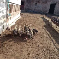 جوجه قوغاز اوکراینی غاز